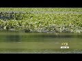 Poison hemlock growing in the Ozarks