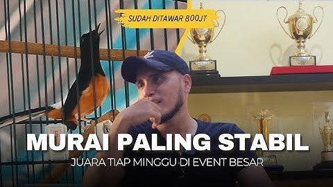 Ini Dia Murai Batu Paling Stabil di Event Besar Lintas EO dan Provinsi‼️