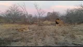 Enormous Black Dam male lion