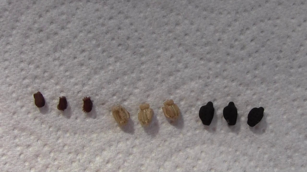 Phyllium leaf insect eggs 2018 clip 1 - YouTube