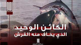 الكائن الوحيد الذي يخاف منه القرش..ويدافع عن الكائنات الضعيفة في عالم البحار