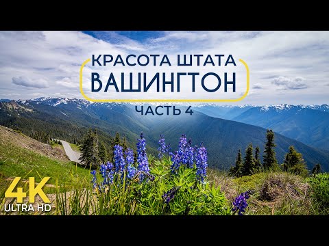 Видео: Как да се регистрирам като изпълнител в щата Вашингтон?