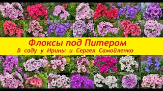 видео: Флоксы под Питером. В саду у Ирины и Сергея Самойленко. картинка: Флоксы под Питером. В саду у Ирины и Сергея Самойленко.