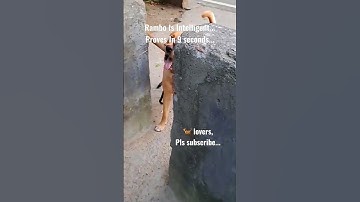 #labrador #dog Intelligence Test | Proved In 9 Seconds #challenge | Pls Watch The #video #smartdog