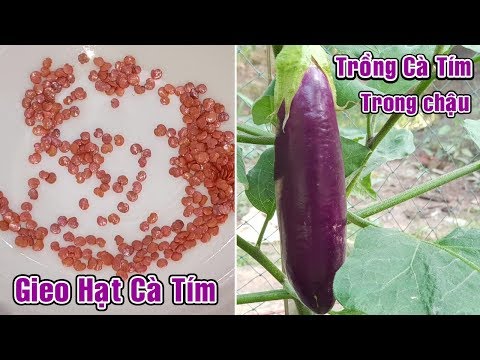 Video: Hạt cà tím: Lý do có quá nhiều hạt trong quả cà tím