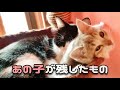 【字幕あり】やさしさの連鎖…それでも、時間は流れていました。-保護猫の物語-