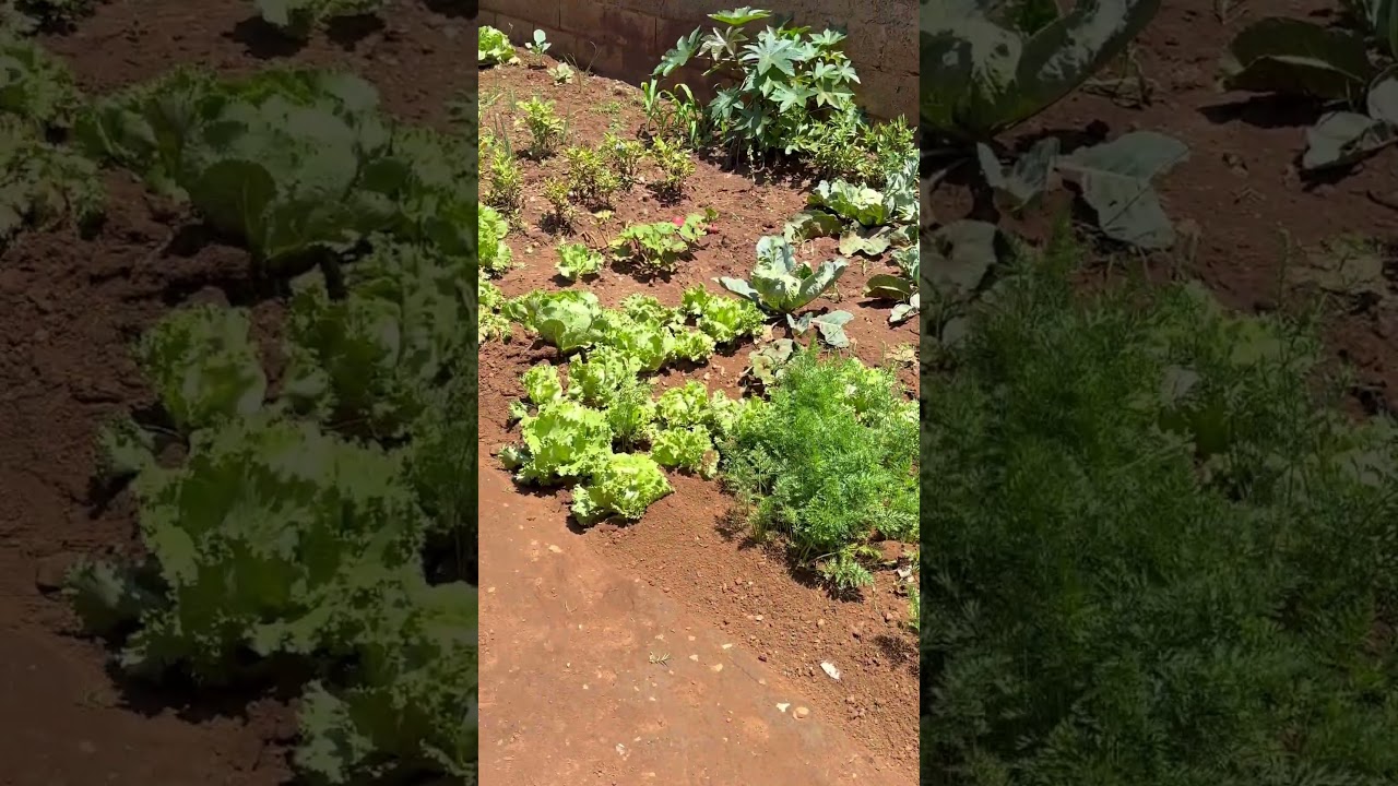 Some views of the garden 🪏 #nature #garden #forageharvest #growyourownfood #gardening