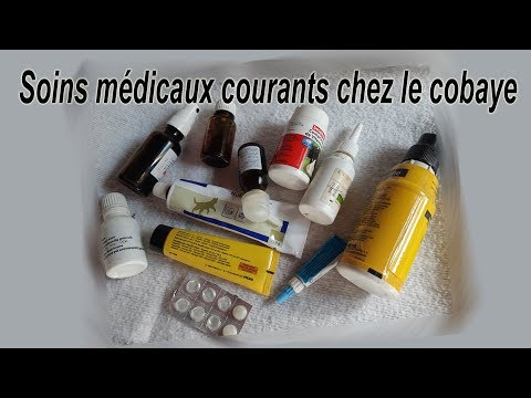 Vidéo: Comment Traiter Les Vers Chez Les Cobayes