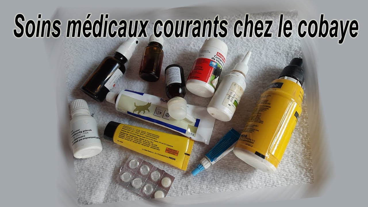 soins médicaux chez le cobaye comment administrer les médicaments
