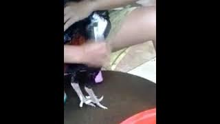 Tutorial mandiin ayam ala Thailand eks NBF