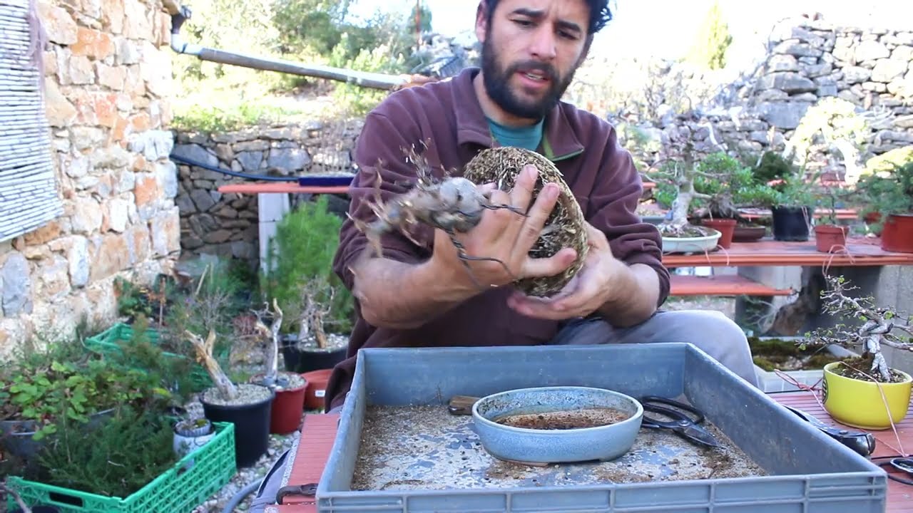 Trasplante de burguer de semilla
