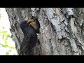 Pui de graur cerand de mancare - Starling chick begging for food