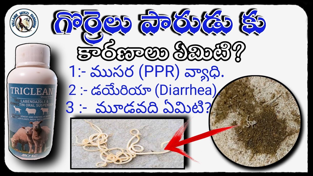 reasons for loose motions in sheep farmingbest dewormer for round