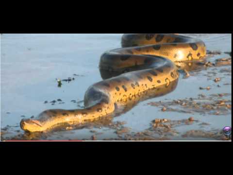 Leopard vs Great Python real fight - YouTube