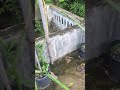 നമുക്ക് ആവശ്യമായ ഡ്രാഗൺ ഫ്രൂട്ട് നമ്മുടെ ടെറസിൽ വളർത്താം