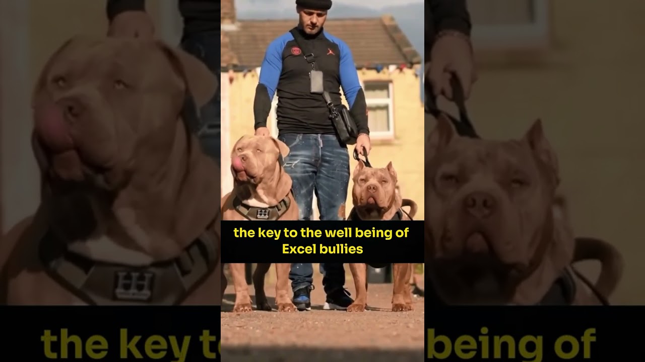 The most dangerous dog breed xl bully 