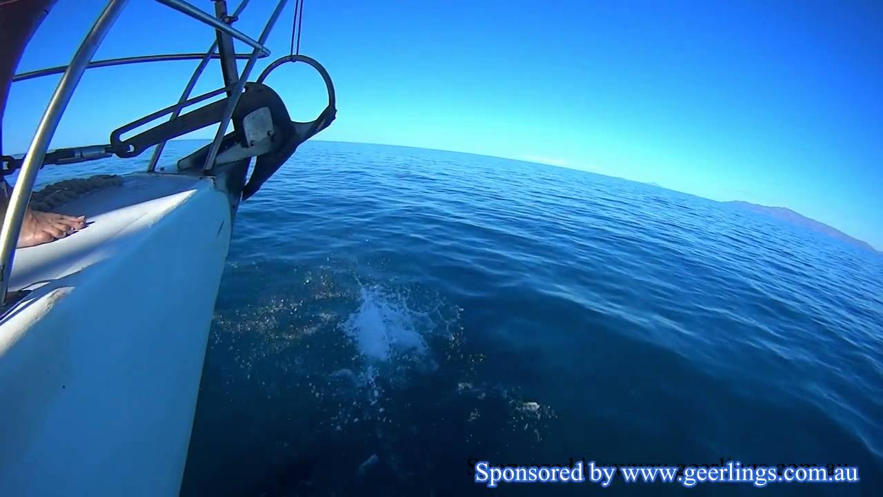 Sagar Rani - dolphins off the bow.avi - YouTube