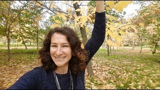 Приглашение на вебинар ОСЕННИЕ ЛИСТЬЯ Приглашение на вебинар ОСЕННИЕ ЛИСТЬЯ
