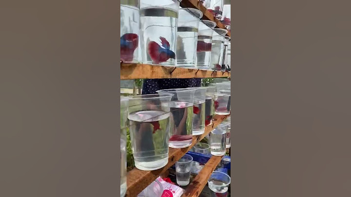 Beli Ikan Cupang di CFD Minggu Pagi Murah Banget!  #ikan #fish #mainananak #balita #animals #cupang