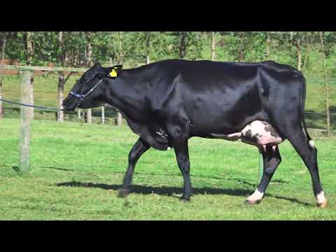 LOTE 50   RUTIELE FIV HAVEN SANTA LUZIA   9165 CG