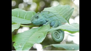 MADAGASCAR TOUR CHAPTER 3, INCLUDES BOABOB TREES, ANALAMAZAOTRA NATIONAL PARK, ISLAND LEMUR RESERVE