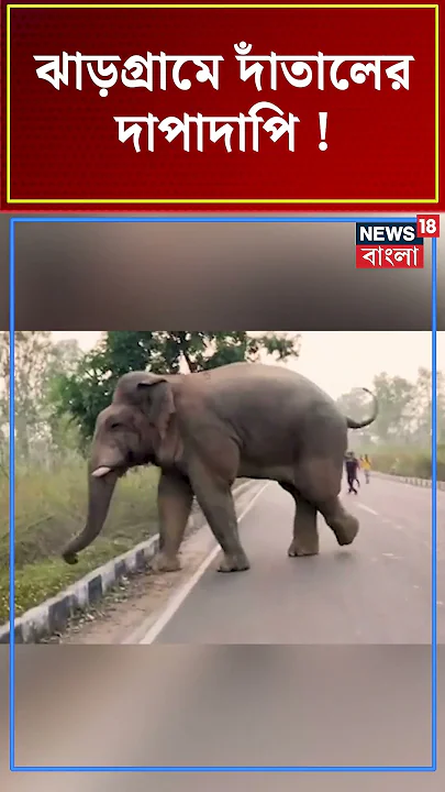 Jhargram এ Elephant এর দাপাদাপি! #shorts