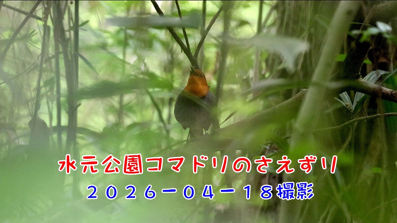 水元公園のコマドリのさえずり2026-04-18 - YouTube