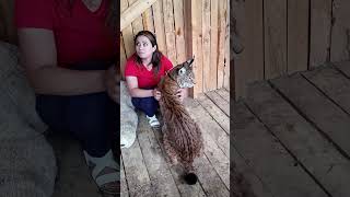 My favorite the lynx #animalshorts #lynx #animals
