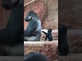 Kids will be kids - no matter what the species
