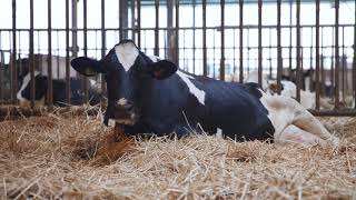 CowManager's Nutrition Module: Insights in Feed and Transition Management