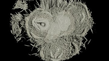 Soybean sample revealed by ORS DRAGONFLY
