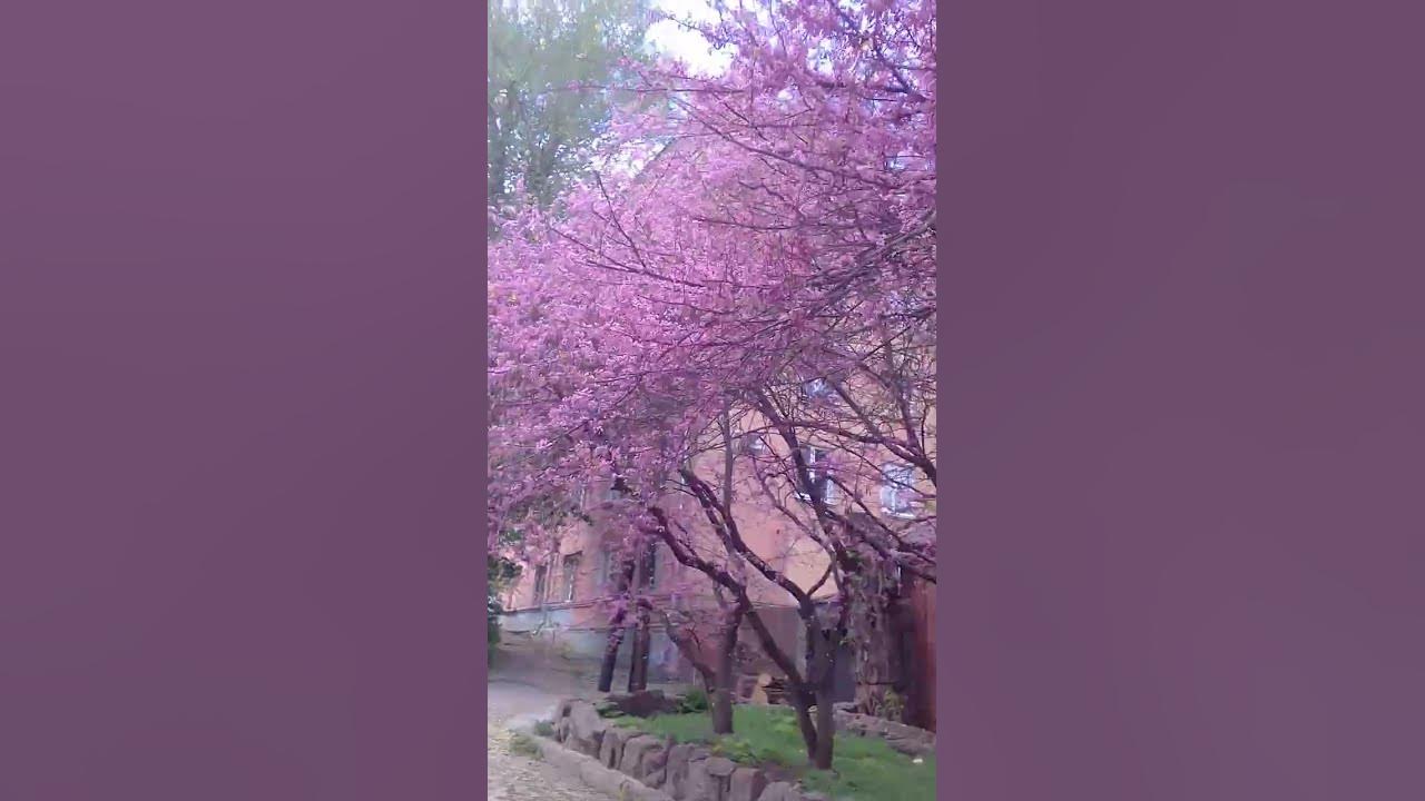 Іудове дерево квітне. - YouTube