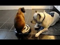 Funny Pets