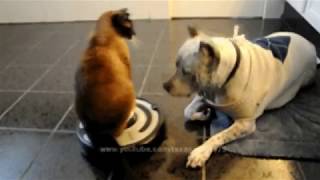 Funny Pets