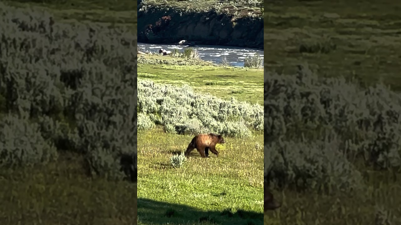Grizzly Bears in Yellowstone National Park!