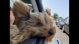 Milo the Yorkie goes to the beach for the first time