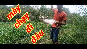 CÂU CÁ TRA SÔNG// CÁCH CÂU ĐƠN GIẢNG VÀ HIỆU QUẢ ĐÊ BẮT NHỮNG CON CÁ Ơ SÔNG CÓ NHIỀU LUC BÌNH