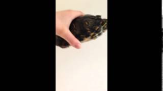 SWAG TURTLE!!! (ORIGINAL)