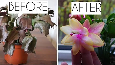 Revive Your Wilting Christmas Cactus with These Essential Care Tips!