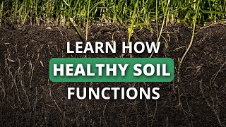 Rapidly Rebuild Your Soil Health Part 1: How Healthy Soil Works