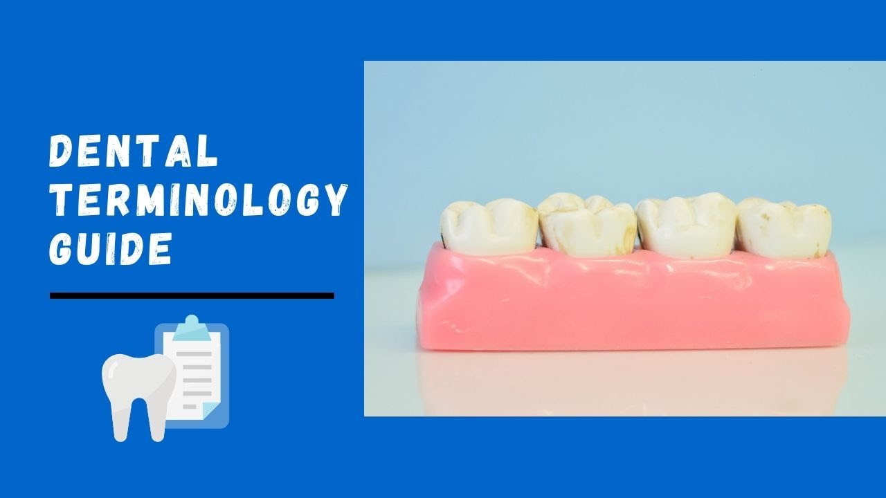 Basic Guide of Dental Terminologies | Landmarks on Tooth Surfaces