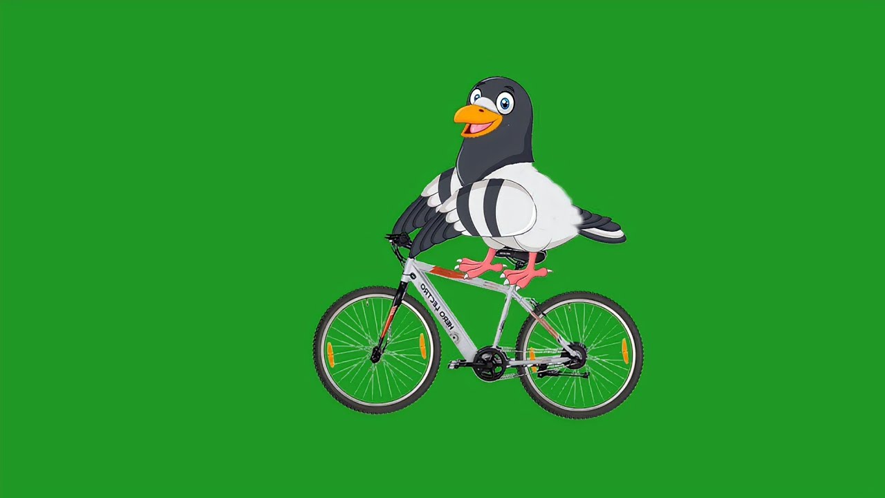 cycle leke Chala kabootar green screen/green screen kabootar/bird