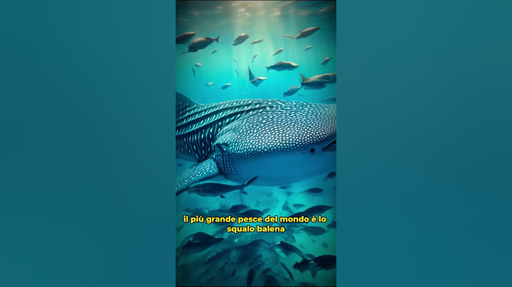 5 Curiosità #33