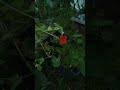 Evening overview of Container Garden. June 26, 2023.