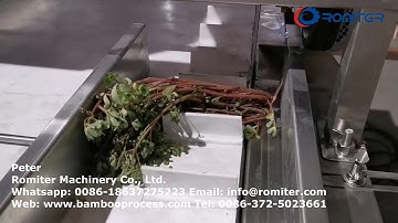 Automatic Leaf Vegetable Root Cutting Machine for Celery Mushroom and Spring Onion