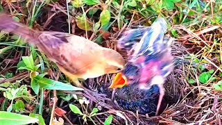 Menyedihkantangisan Bayi Burung Minta Tolong Saat Ditarik Keluar