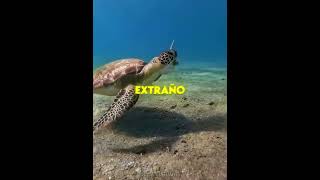 Esta Tortuga Quería Sobrevivir 😭🐢