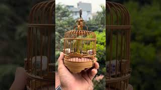 Bird lover #fypシ゚viralシfypシ゚viralシalシ
