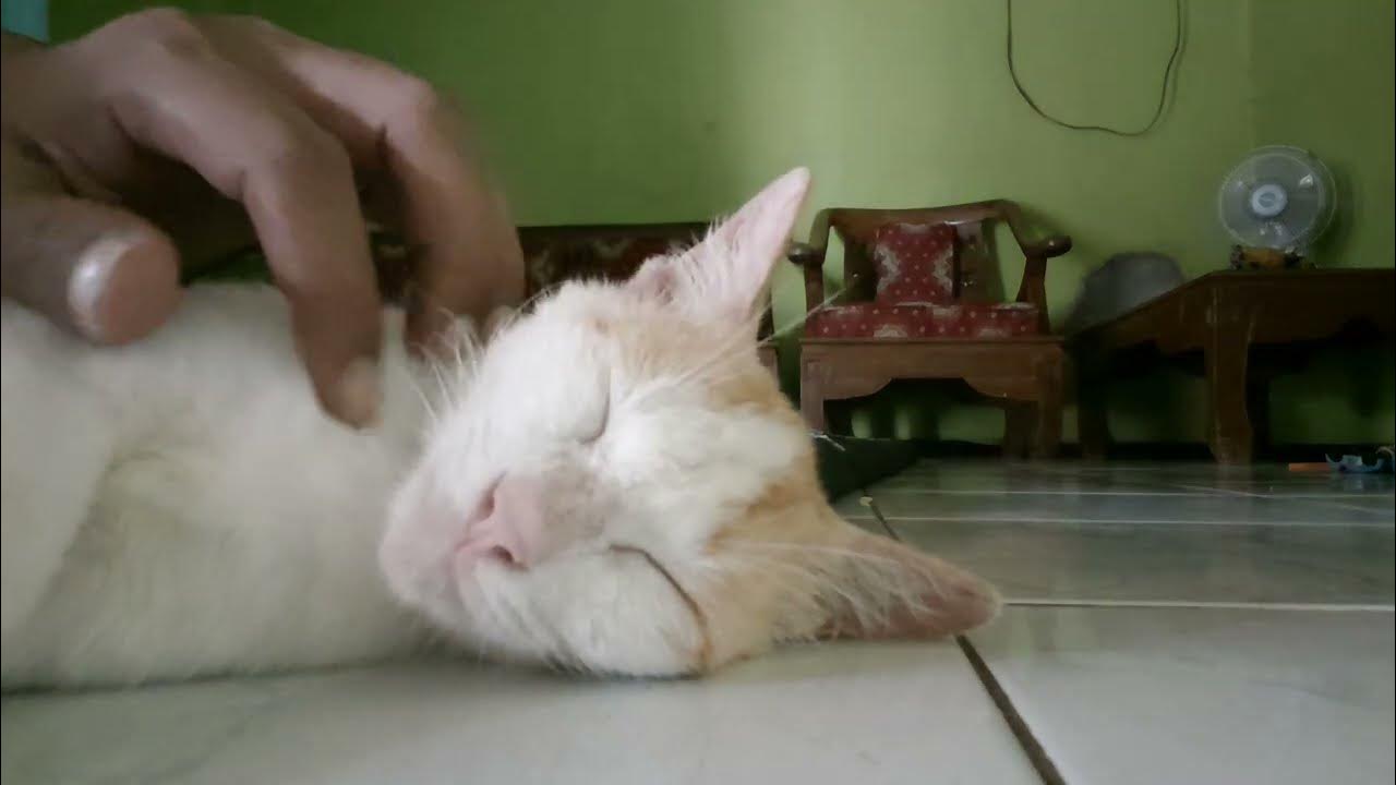 gaya kucing pas lagi tidur - YouTube