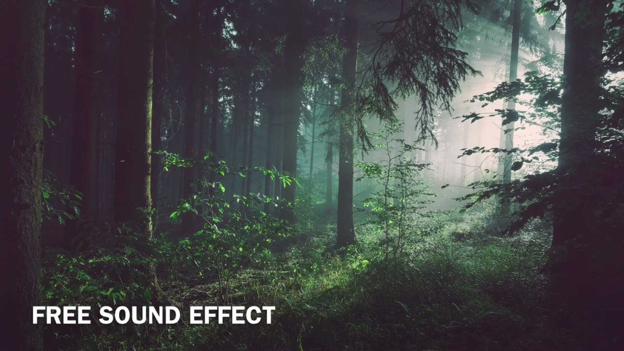 Birds Singing/Chirping Forest Sound I Royalty FREE Sound Effect